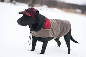 The SK Waxed Cotton Dog Jacket