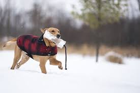 The SK Fleece Dog Jacket - Red/Black Plaid
